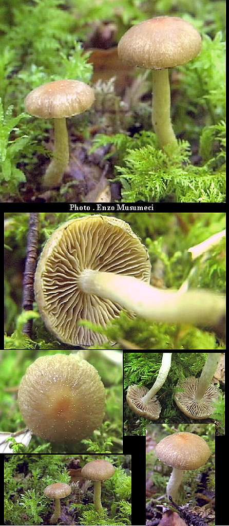 Psathyrella gossypina   (Bull.)   A. Pearson & Dennis